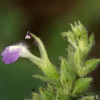 Anisomeles indica (L.) Kuntze